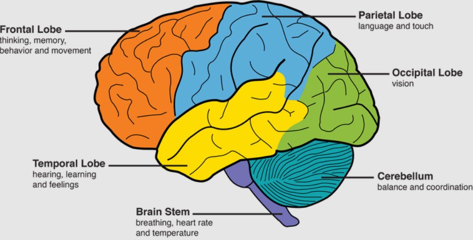 Alzheimer's disease brain diagram